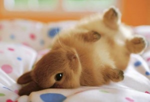 bunny-on-a-bed-big-1-.jpg